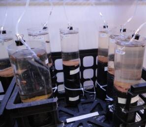 Mesocosm experiment